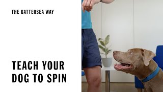 Teach your dog to do a spin | The Battersea Way