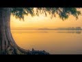 Peaceful Music Relaxing Instrumental Music Study Spa Music Trees Of Life By Tim Janis