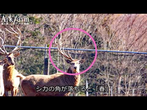 園芸 鹿の角、ヘラジカの角