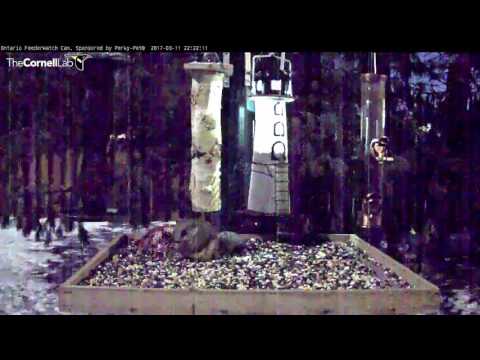 Flying Squirrel Forages Under Cover of Night – Mar. 13, 2017