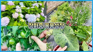 장맛비 맞고 폭풍성장한 홍천정원 식물들!! 여름정원의 예쁜 식물들!!