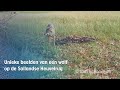 Beelden van een rasechte wolf op de Sallandse Heuvelrug | RTV Oost