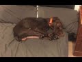 Dog comes home malnourished and sickly after 2 months with Utah trainer