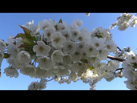 Perenboomgaardwandeling in Zepperen