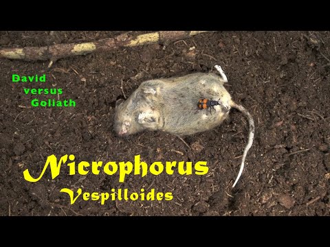 Nicrophorus vespilloides • David versus Goliat, trilingual