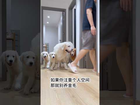 如果你注重个人空间，那就别养金毛！ #金毛 #萌寵 #饲养员日常