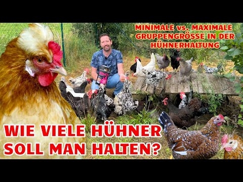 How many chickens should you keep? Minimum group size vs. maximum number of chickens - HAPPY CHIC...