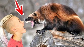Впервые лицом к лицу с РОСОМАХОЙ... Чем все ЗАКОНЧИЛОСЬ???