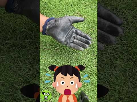 芝生に幼虫がいるかどうかはどうやってわかりますか?特定、治療、予防  庭園