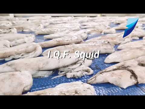 Meet our IQF Squid