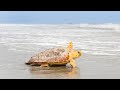Rescue, Rehabilitate, and Release Cold Stunned Sea Turtles with Georgia Aquarium