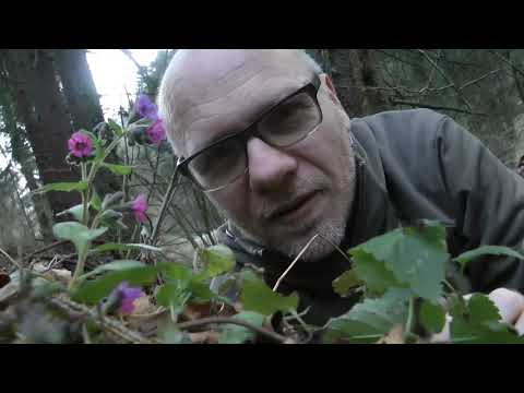 Geflecktes Lungenkraut (Pulmonaria officinalis)