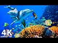THE DEEP OCEAN | 4K TV ULTRA HD / Full Documentary - Beautiful Coral Reef Fish Video - Stress Relief DEFAULT Thumbnail