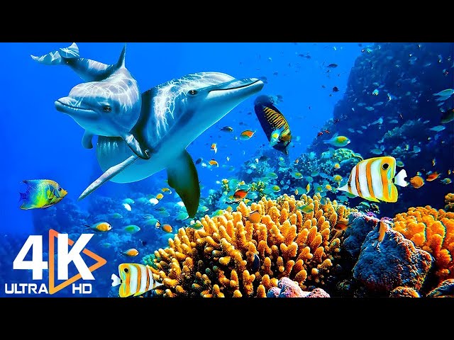 THE DEEP OCEAN | 4K TV ULTRA HD / Full Documentary - Beautiful Coral Reef Fish Video - Stress Relief SDDEFAULT Thumbnail