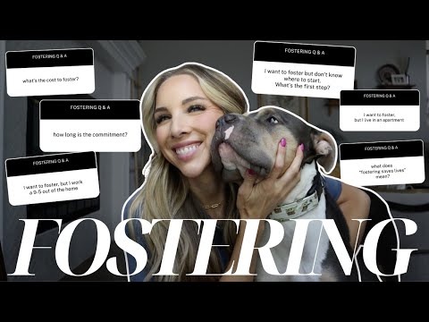 FOSTERING A DOG Q&A | how to start, cost, common questions & tips for beginners