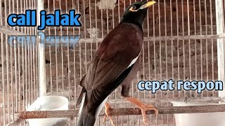Download lagu pancingan jalak Nias...panggilan jalak Nias atasi macet bunyi.. mp3