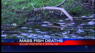 preview picture of video 'E. Longmeadow fish kill still a mystery'