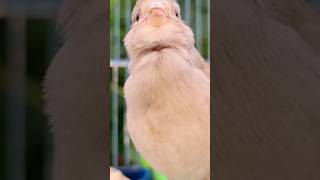 Download lagu Canary bird singing training singh song beautiful mp3 Download lagu Canary bird singing training singh song beautiful mp3