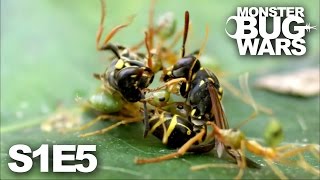 Download lagu MONSTER BUG WARS | When Tribes Go To War | S1E5 mp3 Download lagu MONSTER BUG WARS | When Tribes Go To War | S1E5 mp3