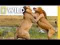 🔴 LIVE: Nature's Savage Battles for Survival | Animal Fight Night FULL EPISODES | Nat Geo Animals