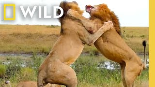 Download lagu 🔴 LIVE: Nature's Savage Battles for Survival | Animal Fight Night FULL EPISODES | Nat Geo Animals mp3