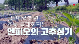 고추모종심기 | 고추심기 | 고추심기팁 | 고추식재방법 | 고추잘키우는법 | 겸이농장콜라보 | 고추냉해방지 …