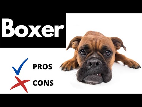 Boxer Dog Pros And Cons | The Good AND The Bad!!