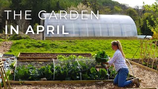 The Garden in April