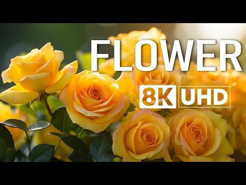 The Exquisite Beauty of Flowers in 8K ULTRA HD Video Scenic Relaxation Film - 60 FPS 2024