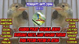 Download lagu suara pikat prenjak starter nyecret terbaru ampuh pikat segala burung kecil liar anti zonk  a07 mp3