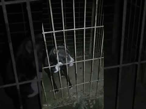 Dangerous  PITBULL Along with us