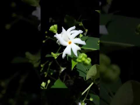 sheuli ful | shorts | sparkle Dishan ✨