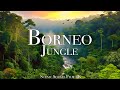 Borneo Jungle 4K - Amazing Tropical Rainforest In Asia | Scenic Relaxation Film