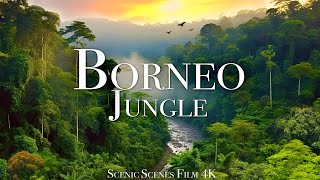 Borneo Jungle 4K - Amazing Tropical Rainforest In Asia | Scenic Relaxation Film