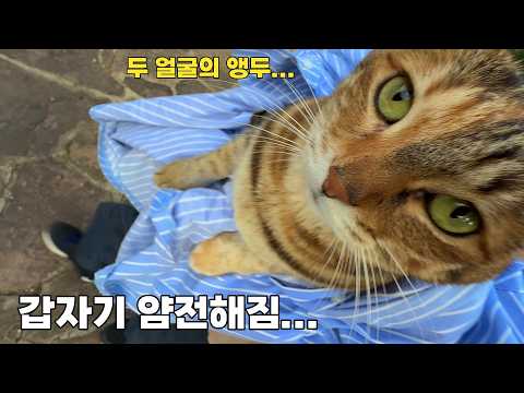 불같이 화내면서도 곁에 꼬옥 붙어 떨어지지 않는 고양이