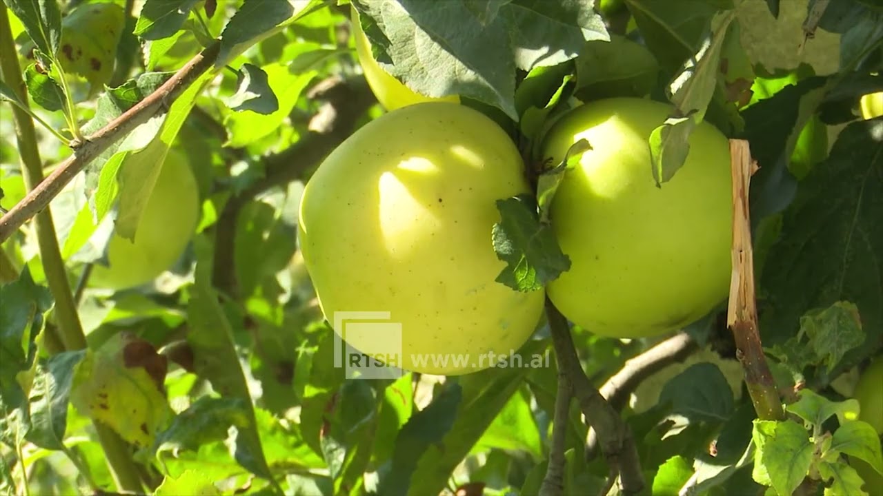 Molla drejt vjeljes në Korçë, fermerëve u kërkohet monitorim i pemëtoreve