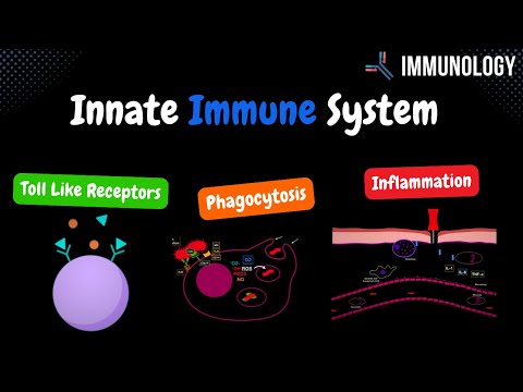 Innate Immune System (Toll Like Receptors, Phagocytosis & inflammation ) - Immunology