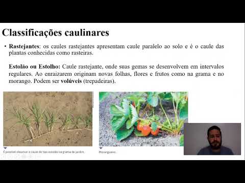 2º Ano EM Biologia - Anatomia e fisiologia do caule - Profº  Rafael Sovano