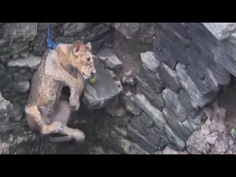 Lion cub rescued from 80-foot well in India