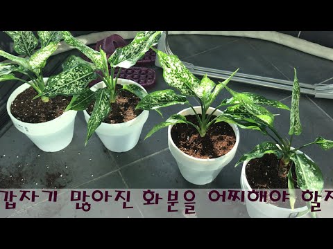, title : '디펜바키아 키우기 2탄!! 분갈이, 번식시키기, 포기나누기  플랜테리어 하기 좋은 식물'