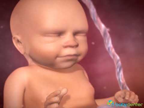 A gravidez por dentro - 21 a 27 semanas - BabyCenter