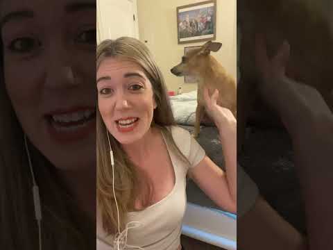 SINGING DOG loves Disney’s TANGLED!