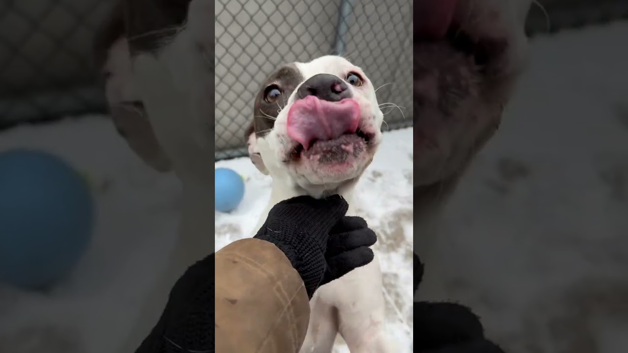 Sassoon, a ADOPTABLE Pit Bull Terrier in Chicago, IL video 5/5