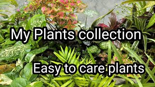 My Plans collection| Finding Hope in my Garden| Life after TB | Colours of life. 