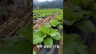 배추 심은지 17일 #shorts