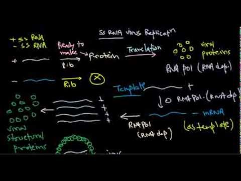 8  Replication of positive stranded RNA virus