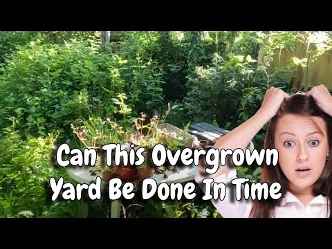 Transforming This OVERGROWN Yard! Can It Be DONE?