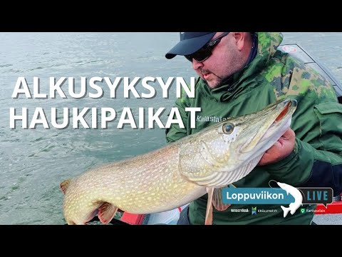 Alkusyksyn haukipaikat