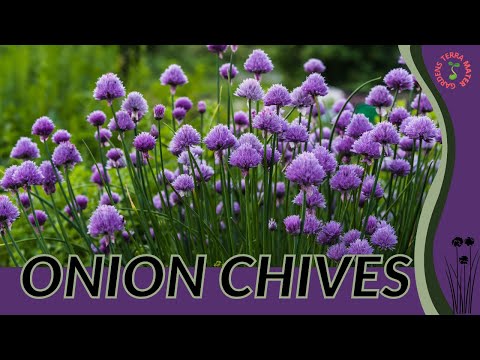 , title : 'ONION CHIVES Information & Growing Tips! (Allium schoenoprasum)'