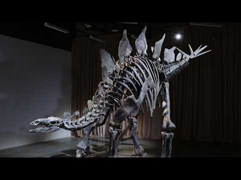 11 Questions About Stegosaurus